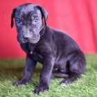 Prod�m zdrav� o�kovan� �t��ata n�meck� dogy