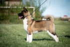 Americk� Akita na prodej