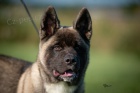 Americk� Akita na prodej