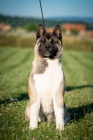 Americk� Akita na prodej