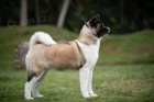 Americk� Akita na prodej