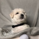 Bi�onek �t��ata