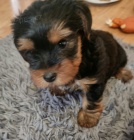 Prod�m roztomil� a kr�sn� miniaturn� �t���tka jork��rsk�ho teri�ra. 