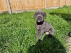 Prod�m zdrav� o�kovan� �t��ata italsk�ho Cane Corso