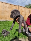 Prod�m zdrav� o�kovan� �t��ata italsk�ho Cane Corso
