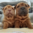 Prod�m zdrav� �t��ata o�kovan� shar-pei.