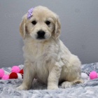 Prod�m ZDRAV� a O�KOVAN� �t��ata zlat�ho retr�vra.