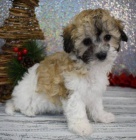Prod�m ZDRAV� a O�KOVAN� �t��ata Maltipoo.