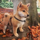Prod�m rozko�n� miminka �t��ata shiba inu