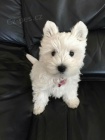 Prod�m mini mini �t��ata West Highland White Terriers