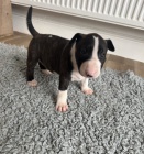 Prod�m kr�sn� �t��ata anglick�ho bulteri�ra.