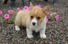 kr�sn� a and�lsk� �t��ata Pembroke Welsh Corgi na prodej.