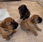 Prod�m �t��ata bullmastifa o�kovan� a od�erven�.   