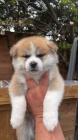 Prod�m zdrav� a o�kovan� mini �t���tka AKITA INU.
