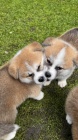 Prod�m zdrav� a o�kovan� mini �t���tka AKITA INU.
