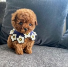 �t��ata toy pudla k adopci.