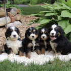 Prod�m mini �t��ata Bernedoodle.