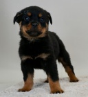 �t��ata rotvajlera na prodej.