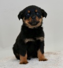 �t��ata rotvajlera na prodej.