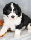 miniaturn� �t��ata Aussiedoodle na prodej.