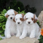 Prod�m mini �t��ata Cavapoo.