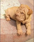 Prod�m ��nsk� o�kovan� �t��ata Shar-pei.