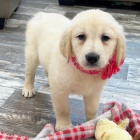 Prod�m �t��ata zlat�ho retr�vra.