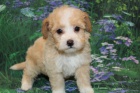 Prod�m �t��ata Maltipoo.