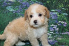 Prod�m �t��ata Maltipoo.