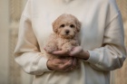 Prod�m �t��ata Maltipoo.