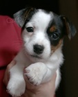 Prod�m zdrav� �t��ata jack russell teri�ra.