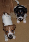 Prod�m zdrav� �t��ata jack russell teri�ra.