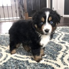 Prod�m roztomil� �t��ata australsk�ho ov��ka