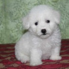 Prod�m mini �t��ata bi�onka.