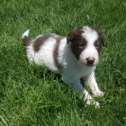 Prod�m �t��ata border kolie