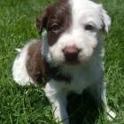 Prod�m �t��ata border kolie