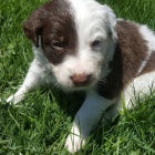 Prod�m �t��ata border kolie