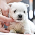 Prod�m �t��ata West Highland White Terriers