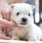 Prod�m �t��ata West Highland White Terriers