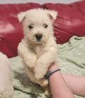 Prod�m �t��ata West Highland White Terriers