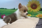 Prod�m �t��ata Pembroke Welsh Corgi.