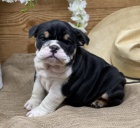 miniaturn� p��tuln� �t��ata anglick�ho buldo�ka na prodej