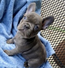 Prod�m ZDRAV� a O�KOVAN� �t��ata francouzsk�ho buldo�ka.