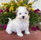 Prod�m roztomil� a zdrav� �t���tka havanese.