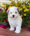 Prod�m roztomil� a zdrav� �t���tka havanese.