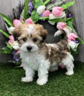 �t��ata havanese na prodej.