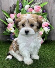 �t��ata havanese na prodej.