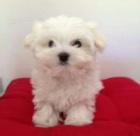 PROD�M O�KOVAN� sn�hov� b�l� �t���tka mini malt�z�k�.