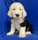 star� anglick� ov��k