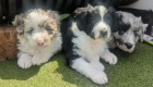 Prod�m �t��ata POODLE MIX COLLIE (Colliepoo nebo Colliedoodle).
